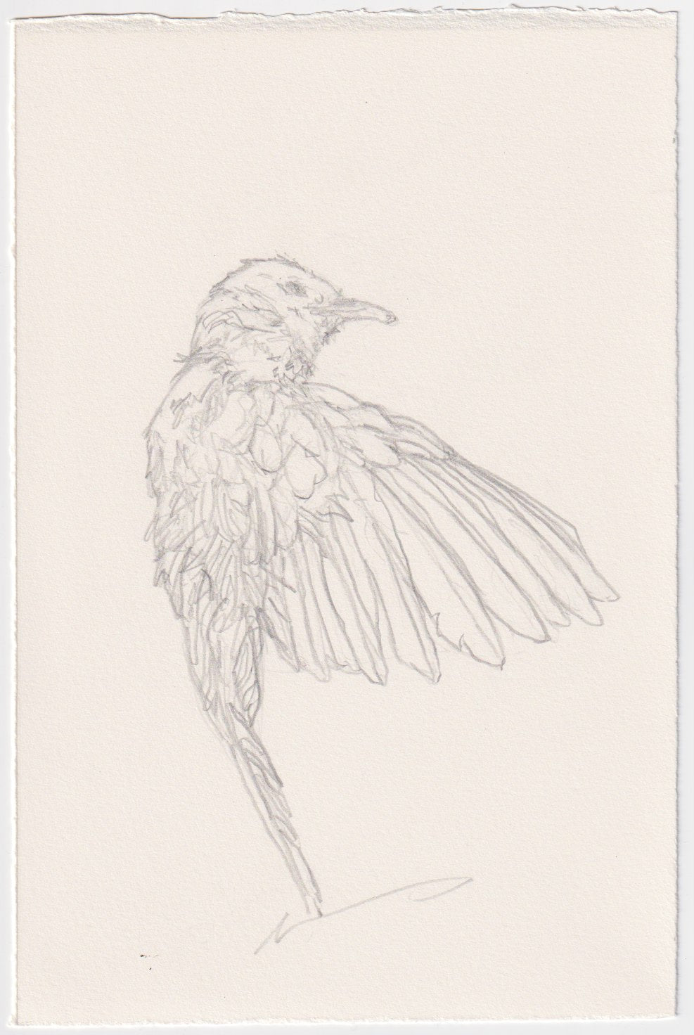 Wilderness Stainless Steel Sculpture + Original Drawing by Jeremy Geddes